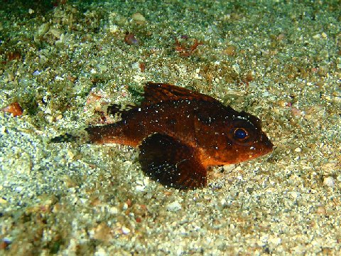 �ɓ������ʐ^�@�N���b�N�ő傫���Ȃ�܂�