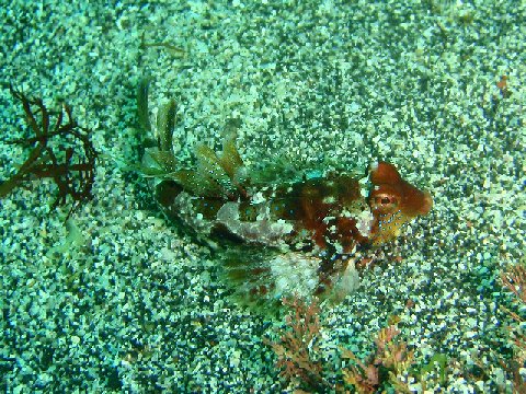 �ɓ������ʐ^�@�N���b�N�ő傫���Ȃ�܂�