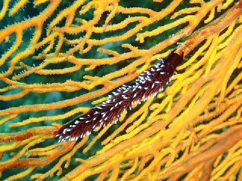 �ɓ������ʐ^�@�N���b�N�ő傫���Ȃ�܂�