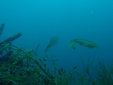 �ɓ������ʐ^�@�N���b�N�ő傫���Ȃ�܂�