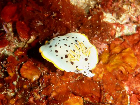 �ɓ������ʐ^�@�N���b�N�ő傫���Ȃ�܂�