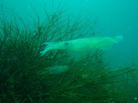 �ɓ������ʐ^�@�N���b�N�ő傫���Ȃ�܂�