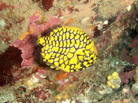 �ɓ������ʐ^�@�N���b�N�ő傫���Ȃ�܂�