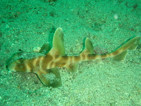 �ɓ������ʐ^�@�N���b�N�ő傫���Ȃ�܂�