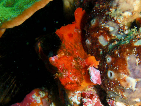 �ɓ������ʐ^�@�N���b�N�ő傫���Ȃ�܂�