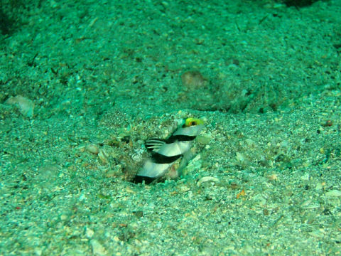 �ɓ������ʐ^�@�N���b�N�ő傫���Ȃ�܂�