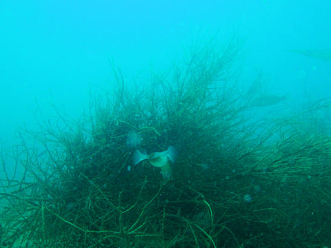 �ɓ������ʐ^�@�N���b�N�ő傫���Ȃ�܂�