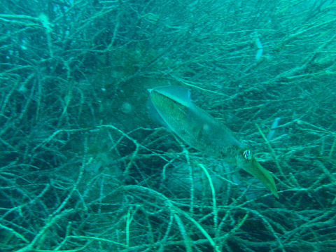 �ɓ������ʐ^�@�N���b�N�ő傫���Ȃ�܂�