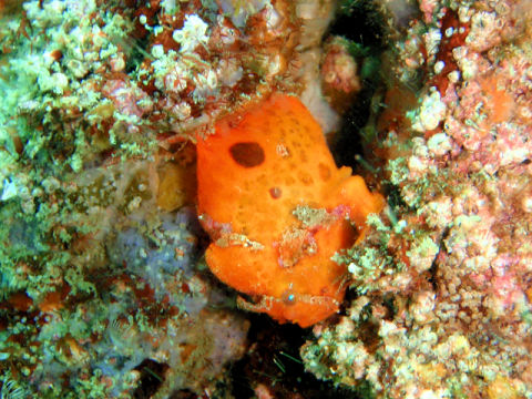 �ɓ������ʐ^�@�N���b�N�ő傫���Ȃ�܂�