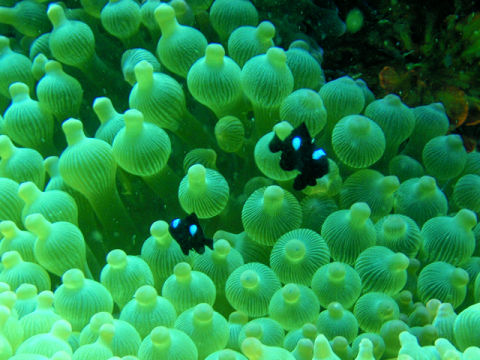 �ɓ������ʐ^�@�N���b�N�ő傫���Ȃ�܂�