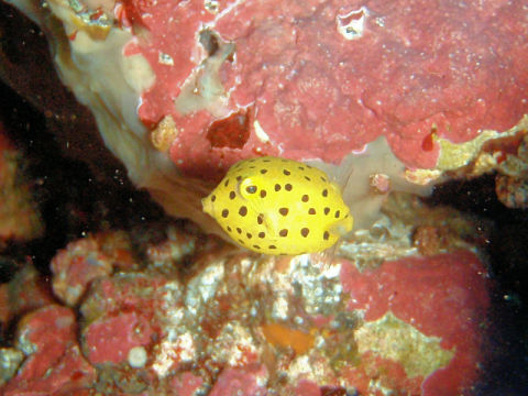 �ɓ������ʐ^�@�N���b�N�ő傫���Ȃ�܂�