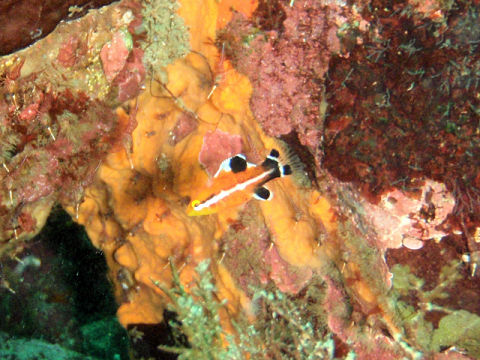 �ɓ������ʐ^�@�N���b�N�ő傫���Ȃ�܂�