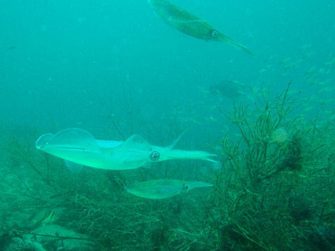 �ɓ������ʐ^�@�N���b�N�ő傫���Ȃ�܂�