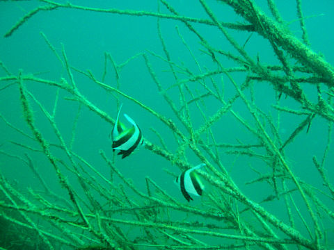 �ɓ������ʐ^�@�N���b�N�ő傫���Ȃ�܂�