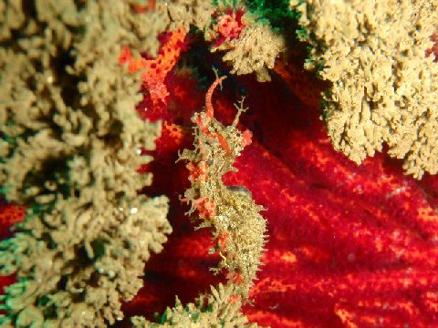 �ɓ������ʐ^�@�N���b�N�ő傫���Ȃ�܂�