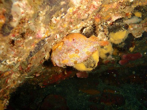 �ɓ������ʐ^�@�N���b�N�ő傫���Ȃ�܂�