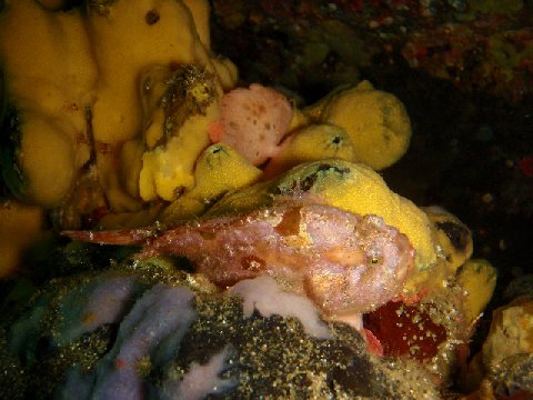 �ɓ������ʐ^�@�N���b�N�ő傫���Ȃ�܂�