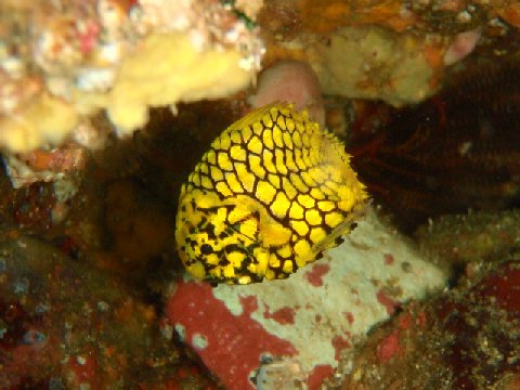 �ɓ������ʐ^�@�N���b�N�ő傫���Ȃ�܂�