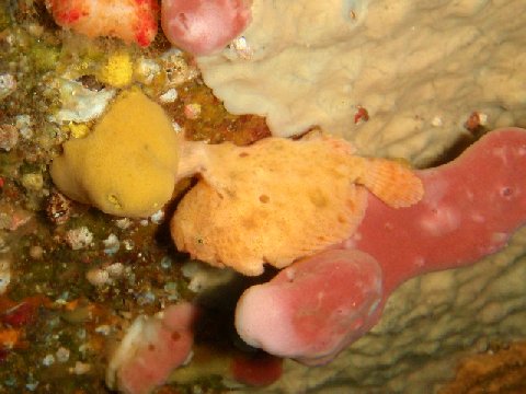 �ɓ������ʐ^�@�N���b�N�ő傫���Ȃ�܂�