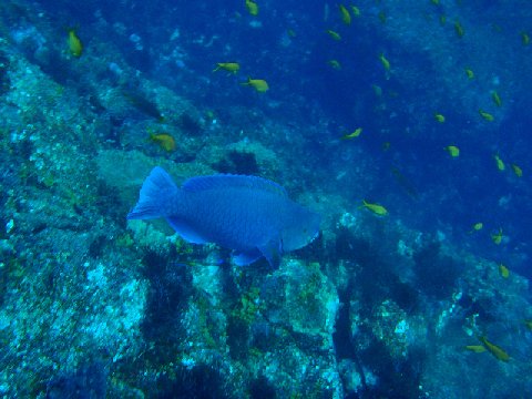 �ɓ������ʐ^�@�N���b�N�ő傫���Ȃ�܂�