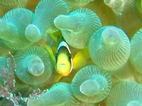 �ɓ������ʐ^�@�N���b�N�ő傫���Ȃ�܂�