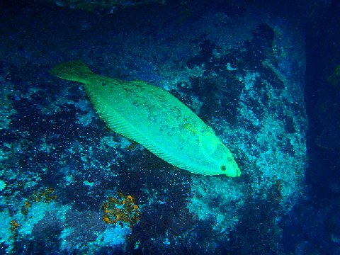 �ɓ������ʐ^�@�N���b�N�ő傫���Ȃ�܂�