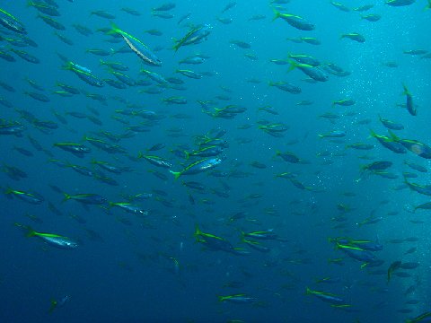 �ɓ������ʐ^�@�N���b�N�ő傫���Ȃ�܂�