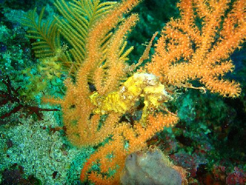 �ɓ������ʐ^�@�N���b�N�ő傫���Ȃ�܂�