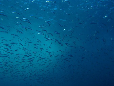 �ɓ������ʐ^�@�N���b�N�ő傫���Ȃ�܂�