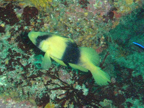 �ɓ������ʐ^�@�N���b�N�ő傫���Ȃ�܂�