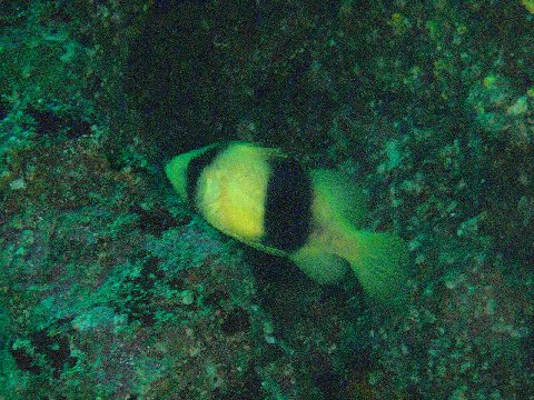 �ɓ������ʐ^�@�N���b�N�ő傫���Ȃ�܂�