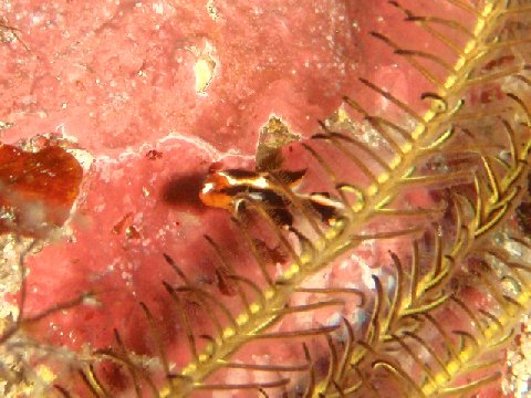 �ɓ������ʐ^�@�N���b�N�ő傫���Ȃ�܂�