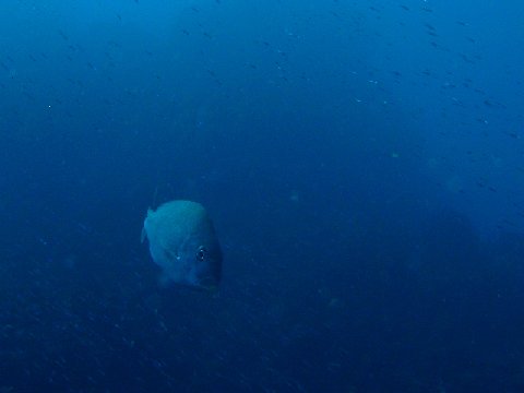 �ɓ������ʐ^�@�N���b�N�ő傫���Ȃ�܂�