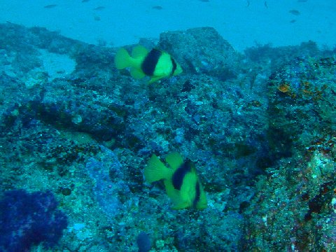 �ɓ������ʐ^�@�N���b�N�ő傫���Ȃ�܂�