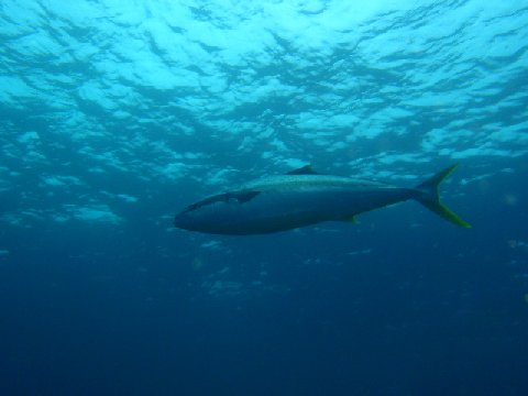 �ɓ������ʐ^�@�N���b�N�ő傫���Ȃ�܂�