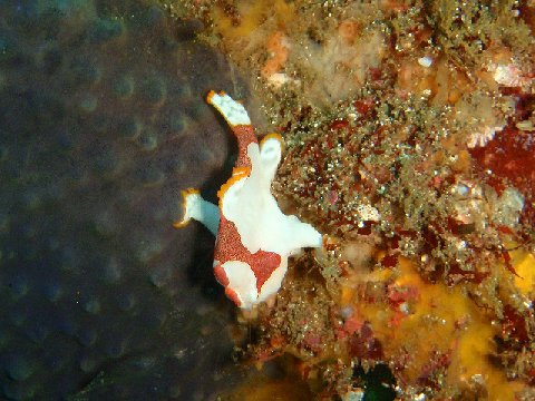 �ɓ������ʐ^�@�N���b�N�ő傫���Ȃ�܂�