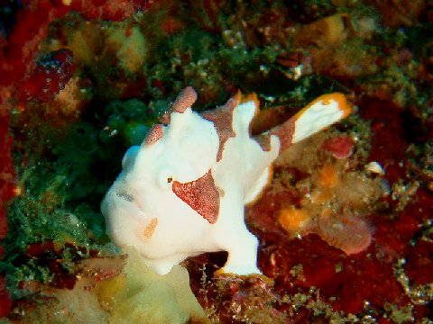 �ɓ������ʐ^�@�N���b�N�ő傫���Ȃ�܂�