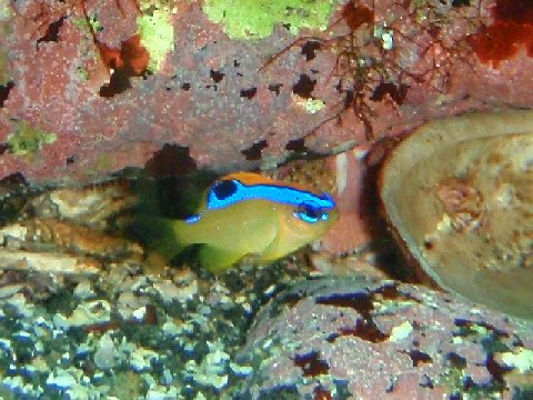 �ɓ������ʐ^�@�N���b�N�ő傫���Ȃ�܂�