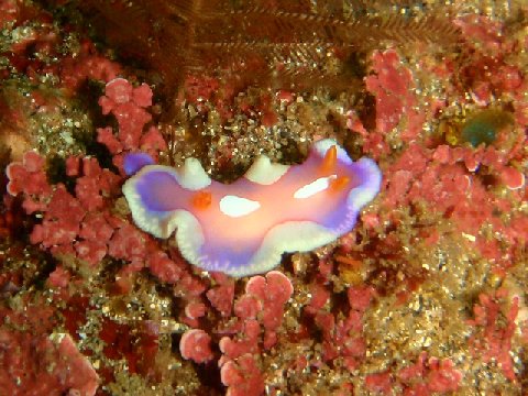 �ɓ������ʐ^�@�N���b�N�ő傫���Ȃ�܂�