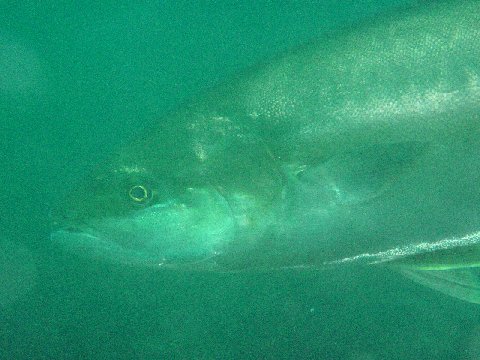 �ɓ������ʐ^�@�N���b�N�ő傫���Ȃ�܂�