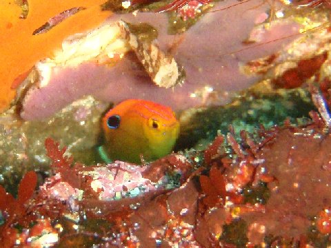 �ɓ������ʐ^�@�N���b�N�ő傫���Ȃ�܂�