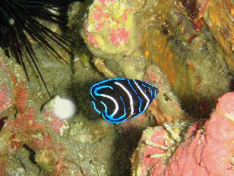 �ɓ������ʐ^�@�N���b�N�ő傫���Ȃ�܂�