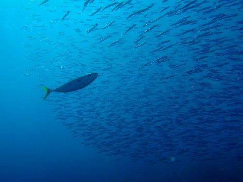 �ɓ������ʐ^�@�N���b�N�ő傫���Ȃ�܂�