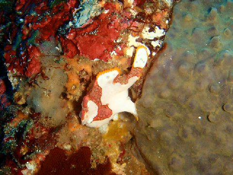 �ɓ������ʐ^�@�N���b�N�ő傫���Ȃ�܂�