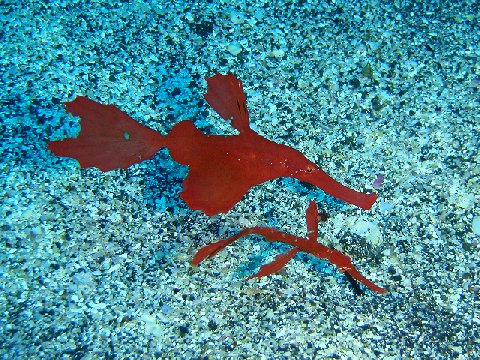 �ɓ������ʐ^�@�N���b�N�ő傫���Ȃ�܂�