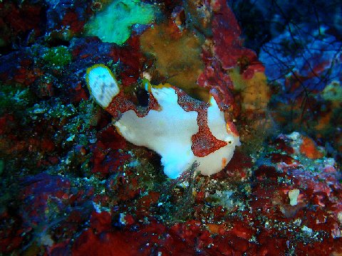 �ɓ������ʐ^�@�N���b�N�ő傫���Ȃ�܂�