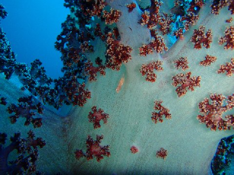 �ɓ������ʐ^�@�N���b�N�ő傫���Ȃ�܂�