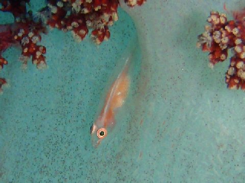 �ɓ������ʐ^�@�N���b�N�ő傫���Ȃ�܂�