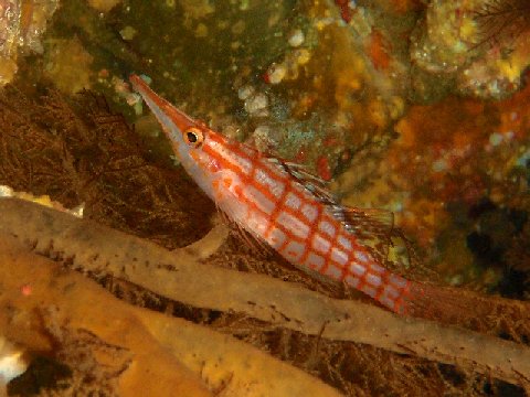 �ɓ������ʐ^�@�N���b�N�ő傫���Ȃ�܂�