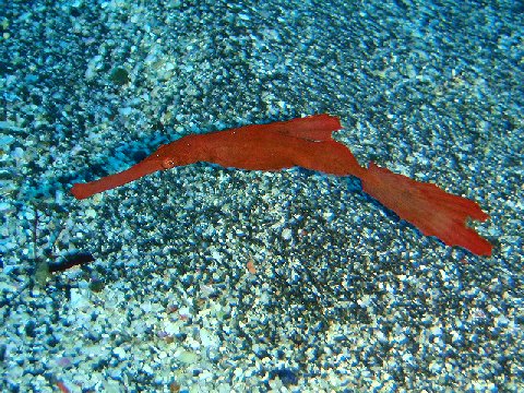 �ɓ������ʐ^�@�N���b�N�ő傫���Ȃ�܂�